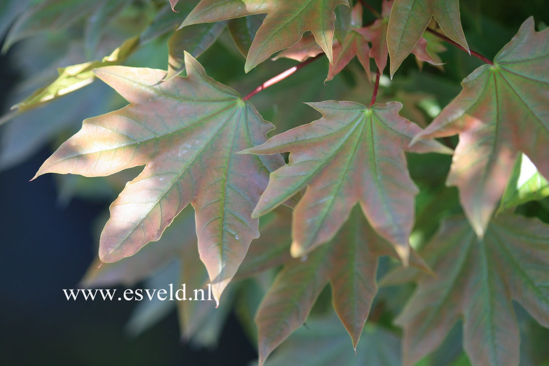 Клен остролистный (Acer platanoides) 'Holata'